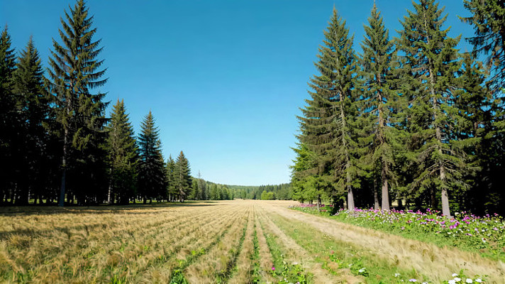 林间田野自然风光 林间田野自然风光