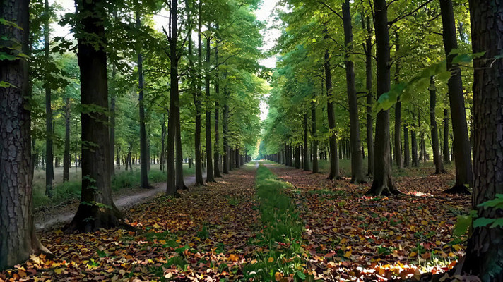 林间小路自然风光 林间小路自然风光