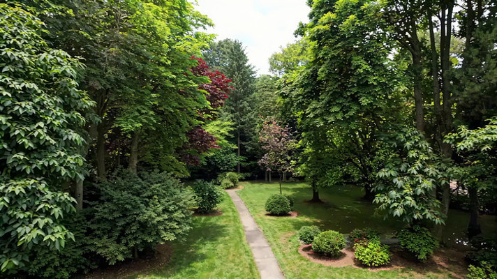 绿树成荫的林间小道景观 绿树成荫的林间小道景观
