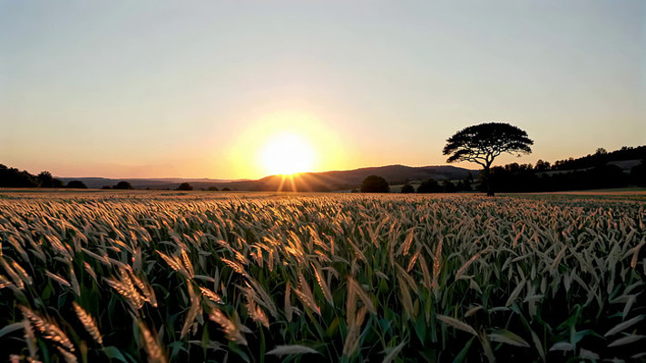 麦田日落自然风光 麦田日落自然风光
