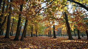 ����ɭ����Ҷ�羰