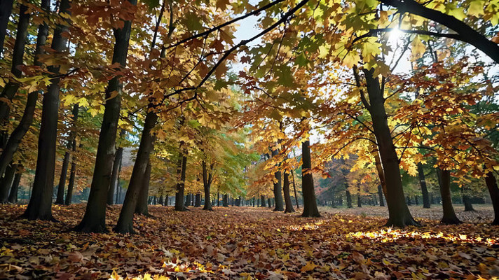 ����ɭ����Ҷ�羰