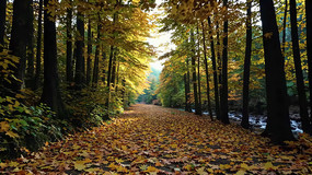 ����ɭ����Ҷ����С·����