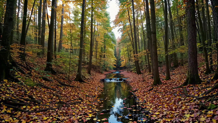 ����ɭ��Ϫ���羰