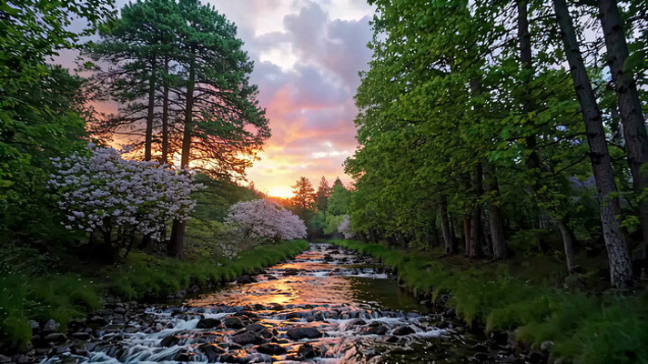 ɭ�ֺ���������Ȼ���