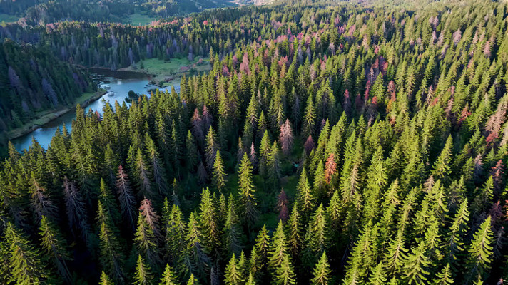 森林湖泊鸟瞰全景 森林湖泊鸟瞰全景