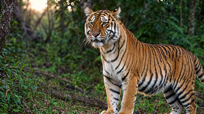 森林中的老虎特写 森林中的老虎特写