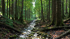 ɭ���е�Ϫ����Ȼ���