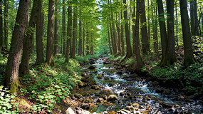 ɭ����Ϫ����Ȼ���