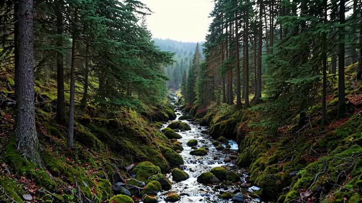 ɭ����Ϫ����Ȼ���