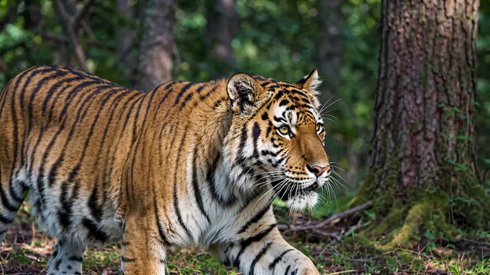 森林中行走的老虎 森林中行走的老虎