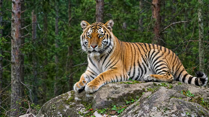 森林中岩石上休憩的老虎 森林中岩石上休憩的老虎