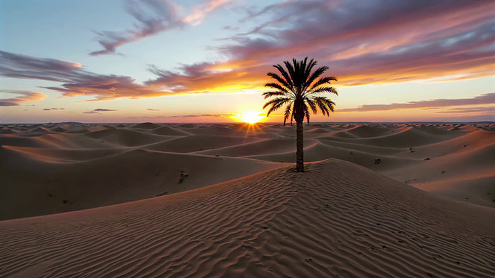 沙漠夕阳下的单棵棕榈树