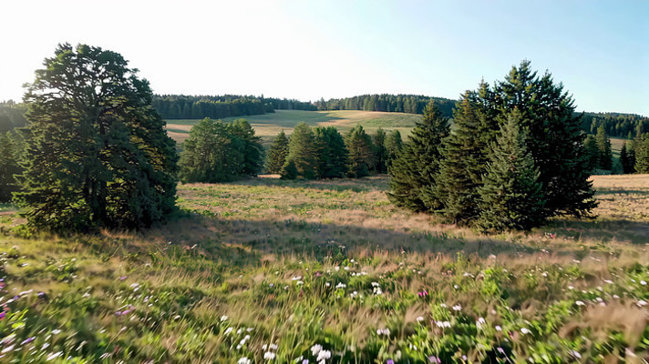 ɽ�ֲݵ���Ȼ���