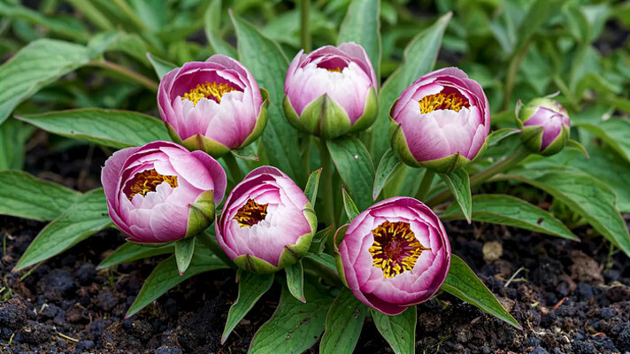 盛开的粉色牡丹花特写 盛开的粉色牡丹花特写