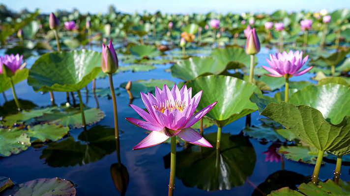 盛开的紫色睡莲与荷叶 盛开的紫色睡莲与荷叶