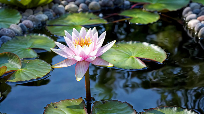 水中绽放的粉色睡莲 水中绽放的粉色睡莲