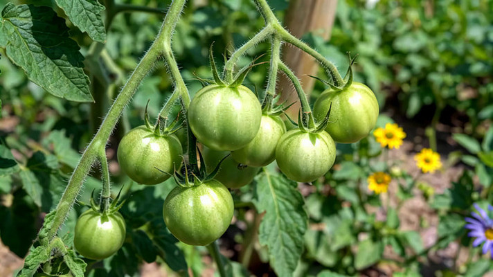 藤蔓上的青西红柿特写 藤蔓上的青西红柿特写