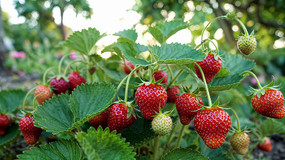 ʲݮ