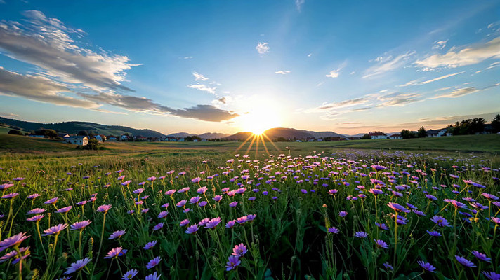 田野花海日落自然风光 田野花海日落自然风光