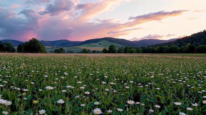田野花海夕阳自然风光 田野花海夕阳自然风光