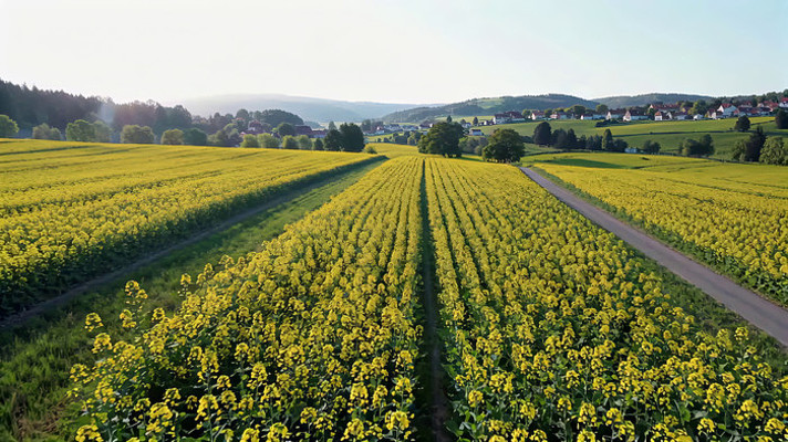 田野间油菜花田航拍景象 田野间油菜花田航拍景象
