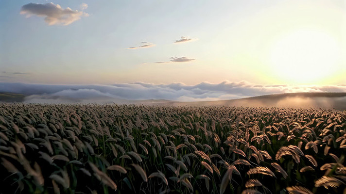 田野日出自然风光 田野日出自然风光