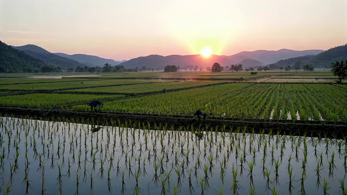 田园稻田日出全景 田园稻田日出全景