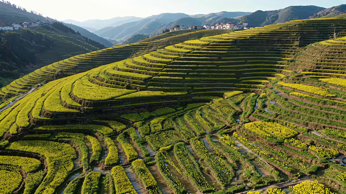 梯田油菜花自然风光全景 梯田油菜花自然风光全景