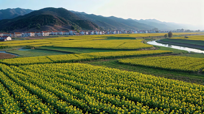 乡村油菜花田与民居远景 乡村油菜花田与民居远景