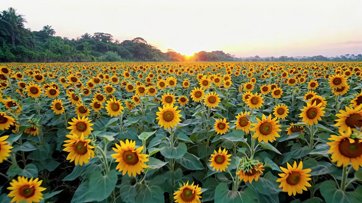 向日葵田夕阳全景 向日葵田夕阳全景