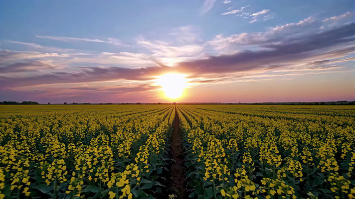 夕阳下的油菜田野景观 夕阳下的油菜田野景观