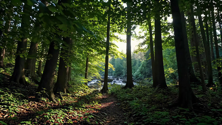 阳光洒落的森林溪流景象 阳光洒落的森林溪流景象