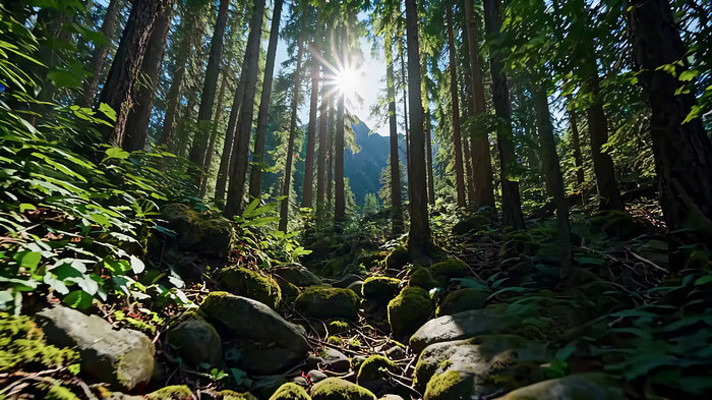 ������ҫ�µ�ɭ�־���