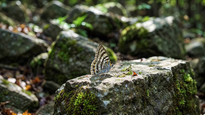 岩石上停留的蝴蝶特写 岩石上停留的蝴蝶特写