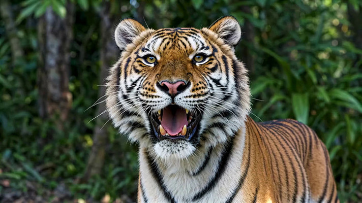 张嘴吼叫的老虎特写 张嘴吼叫的老虎特写