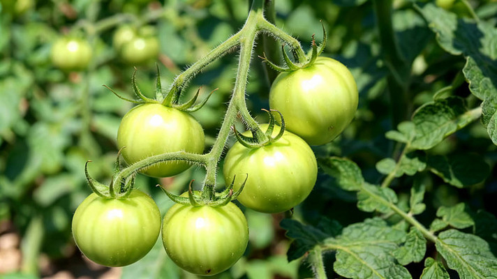 枝头未成熟的绿色西红柿 枝头未成熟的绿色西红柿