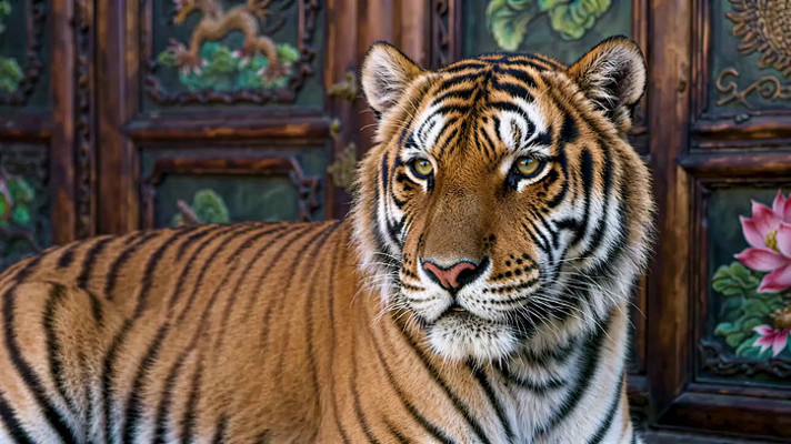 中式背景前的老虎特写 中式背景前的老虎特写