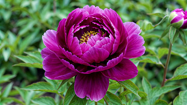 紫色牡丹花特写 紫色牡丹花特写