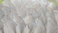 еıд