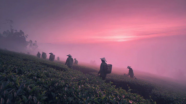 茶园日出采茶人劳作景象 茶园日出采茶人劳作景象