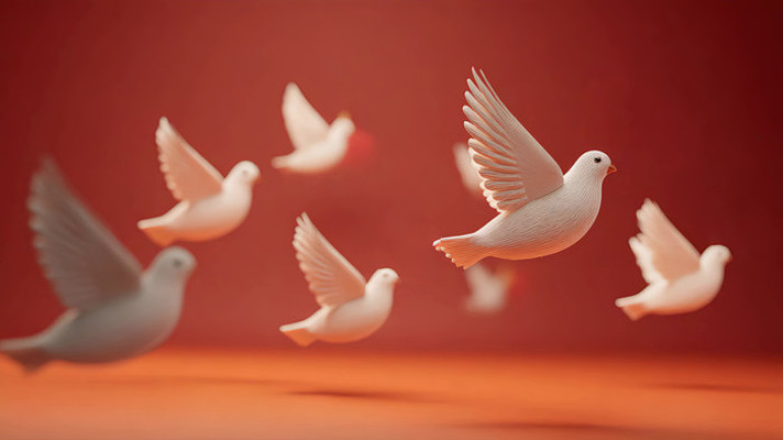 红色背景和平鸽飞翔画面