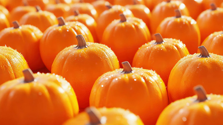 秋季南瓜丰收景象