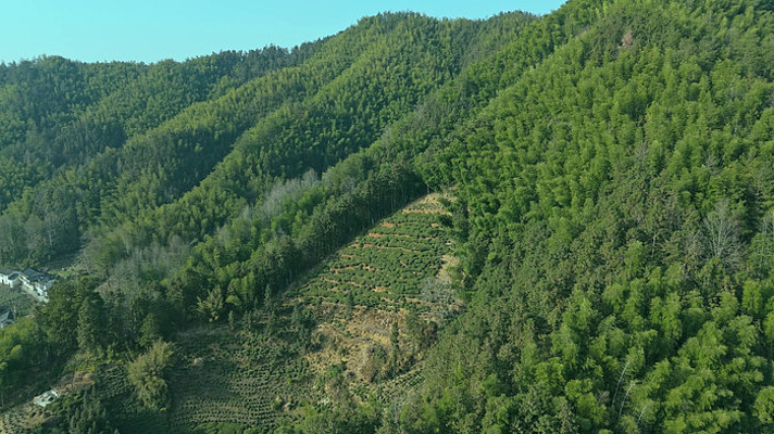 皖南山区山上的竹林与高山茶园