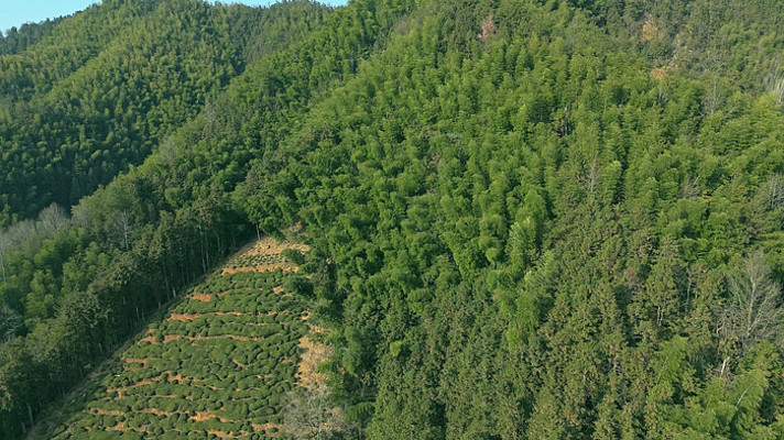 皖南山区山上的竹林与高山茶园