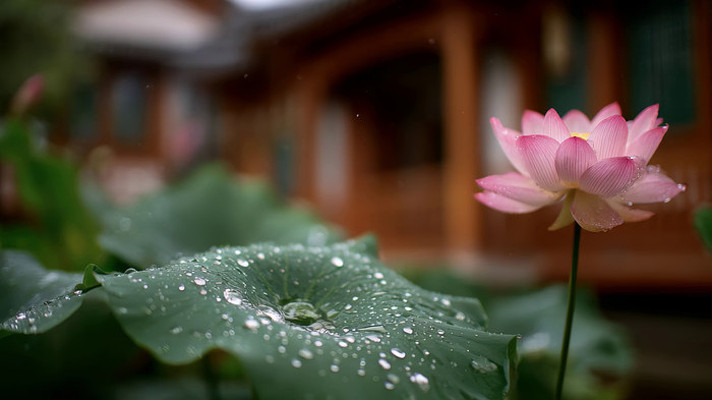 雨中荷花荷叶特写
