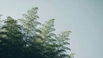 ӽ