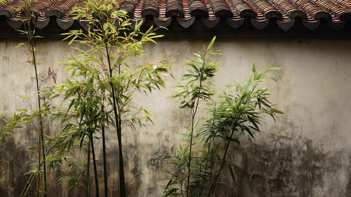 竹影斑驳的庭院一角