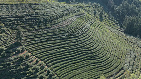 安徽皖南山区大片整齐的绿色茶园鸟瞰全景