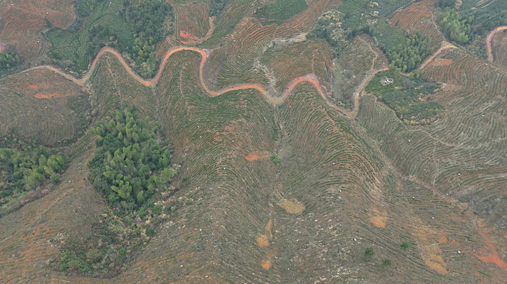 被改造成茶园茶山的山林山坡景色